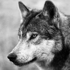 Факсимиле
